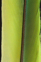 Obraz premium Plumas