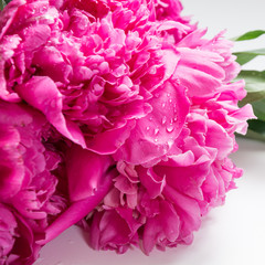 Bouquet of romantic pink peony flowers. Spring.