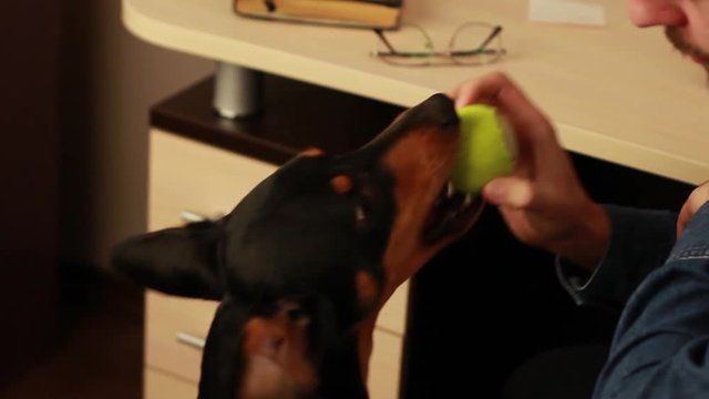 Crop man sitting near table and playing with cute Dachshund dog while having fun at weekend 