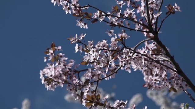 spring fruit tree blossoms