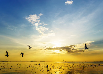silhouette bird Seagulls over the sea during sunset golden light