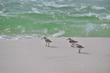 small shorebirds running along the beach