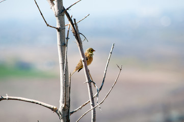 spring, everything blooms. the bird sits on a twig and waits for his soul mate