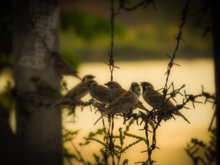 Group of sparrows are on sunset background.