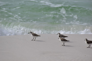 small shorebirds running along the beach