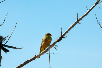 spring, everything blooms. the bird sits on a twig and waits for his soul mate
