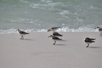 small shorebirds running along the beach
