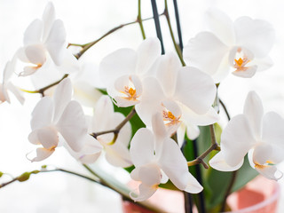 Naklejka na ściany i meble White orchid isolated on white blurred background. Soft lovely flowers are seen in an artistic composition, Phalaenopsis flower