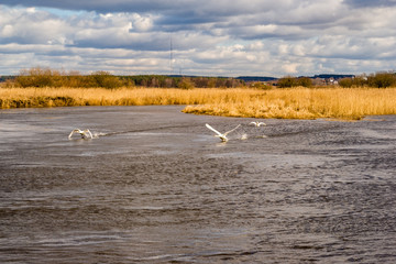 Rzeka Narew. Wiosna nad Narwią. Piękno Podlasia © podlaski49