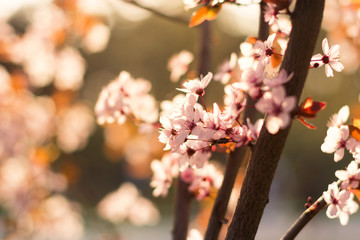 Blurred flowering apricot on a blurred bright background. Backlight, author processing.