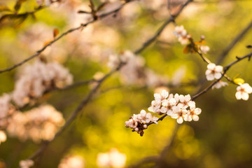 Flowering apricot on a blurred bright background. Backlight, author processing.