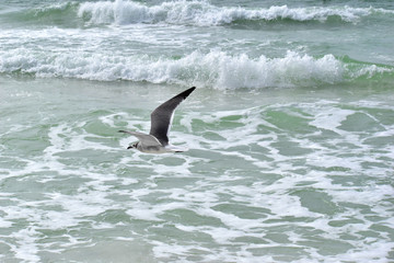 seagull hovering over a florida beach