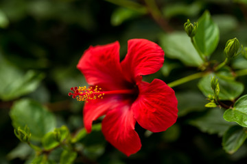 Hawaiian Hibiscus. red flower on a background of green foliage
