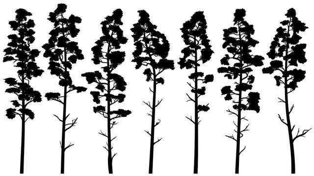 Silhouettes of tall pine trees with bare trunk (cedar).