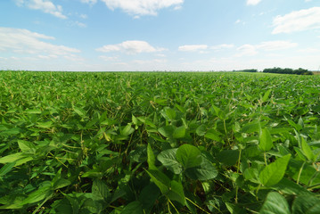 Soybean bloom at sunset close up. Agricultural soy plantation background.