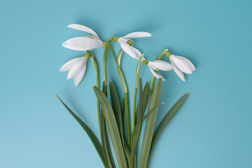 Fototapeta premium Spring flowers (snowdrops), isolated on blue background