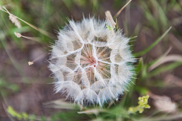 Macro of a fluffy white flower in dust in a field on a clear day