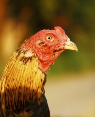 portrait of a rooster