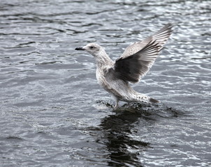 gray gull spread its wings flies up