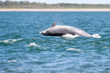 Fototapeta premium Happy, playful wild dolphins breaching and jumping out of water while hunting for migrating atlantic salmon