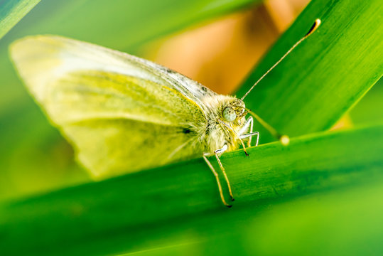 Green moth resting on a leaf blade - Powered by Adobe