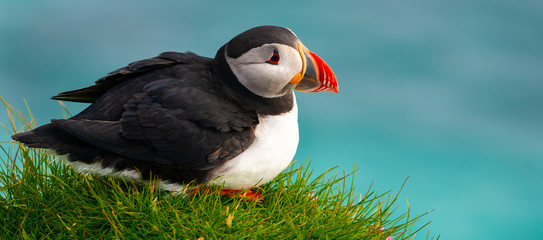 Atlantic puffin also know as common puffin is a species of seabird in the auk family. Iceland,...