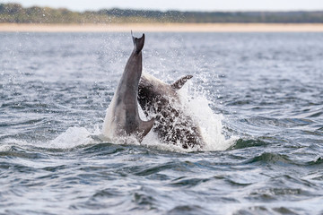 Happy, playful wild dolphins breaching and jumping out of water while hunting for migrating atlantic salmon