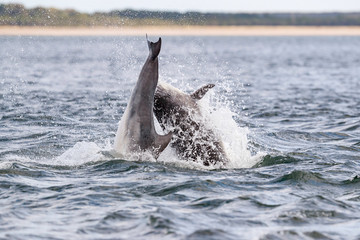 Naklejka premium Happy, playful wild dolphins breaching and jumping out of water while hunting for migrating atlantic salmon