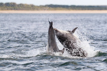 Fototapeta premium Happy, playful wild dolphins breaching and jumping out of water while hunting for migrating atlantic salmon