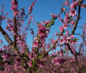 Apple orchard blossoms in spring in the Pyrenees-Orientales, France
