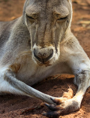 funny sleeping kangaroo portrait 
