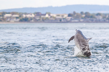 Obraz premium Happy, playful wild dolphins breaching and jumping out of water while hunting for migrating atlantic salmon