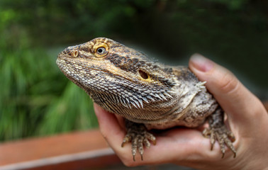 cute lizard stroking in australia