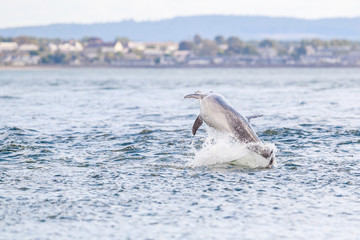 Obraz premium Happy, playful wild dolphins breaching and jumping out of water while hunting for migrating atlantic salmon