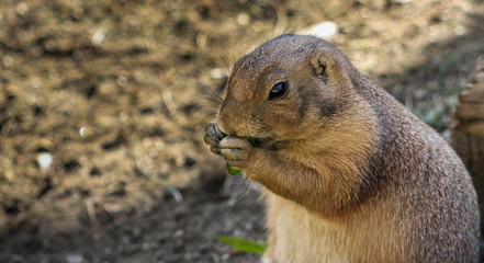 cute chipmunk portrait eating snack, funny animal with copy space