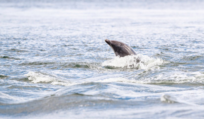 Fototapeta premium Happy, playful wild dolphins breaching and jumping out of water while hunting for migrating atlantic salmon