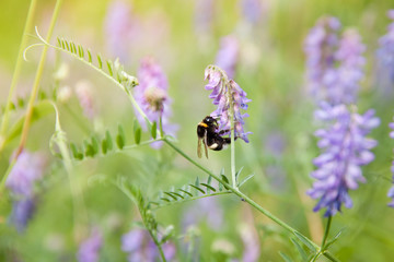 Bumblebee on a flower, close-up.
