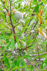 Almonds (prunus dulcis), with green shell, growing in the tree