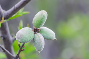 Almonds (prunus dulcis), with green shell, growing in the tree
