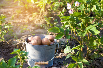 First harvest of potatoes in garden