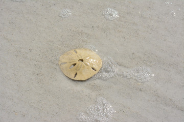 Sand dollar sitting on a white sand beach on the Florida Gulf Coast.