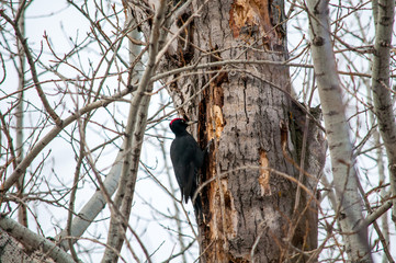 woodpecker sitting on the tree and produces his own food