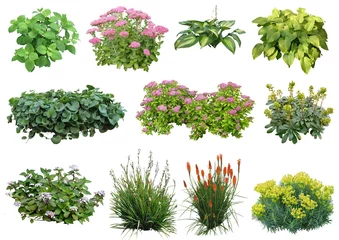  Gehakte plant (vaste planten, hortensia, euphorbia, sedum ...) © laurentsaf