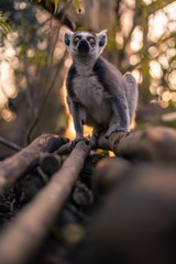 Lemur