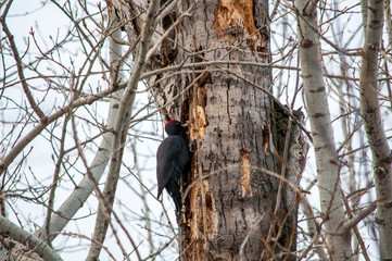 woodpecker sitting on the tree and produces his own food