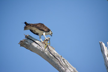 Osprey eating a fish along the tropical Gulf Coast of Florida.
