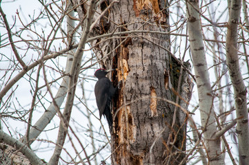 woodpecker sitting on the tree and produces his own food