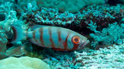 Naklejka na ściany i meble Fish close up in Palau
