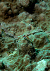 Fish close up in Palau