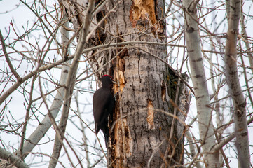 woodpecker sitting on the tree and produces his own food